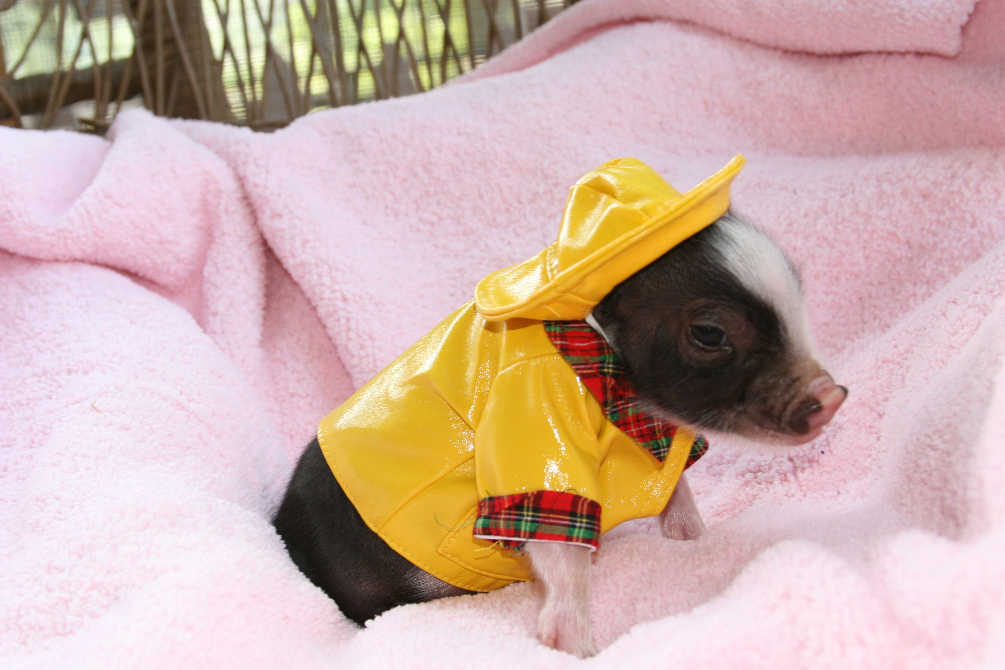 pig in red rain boots